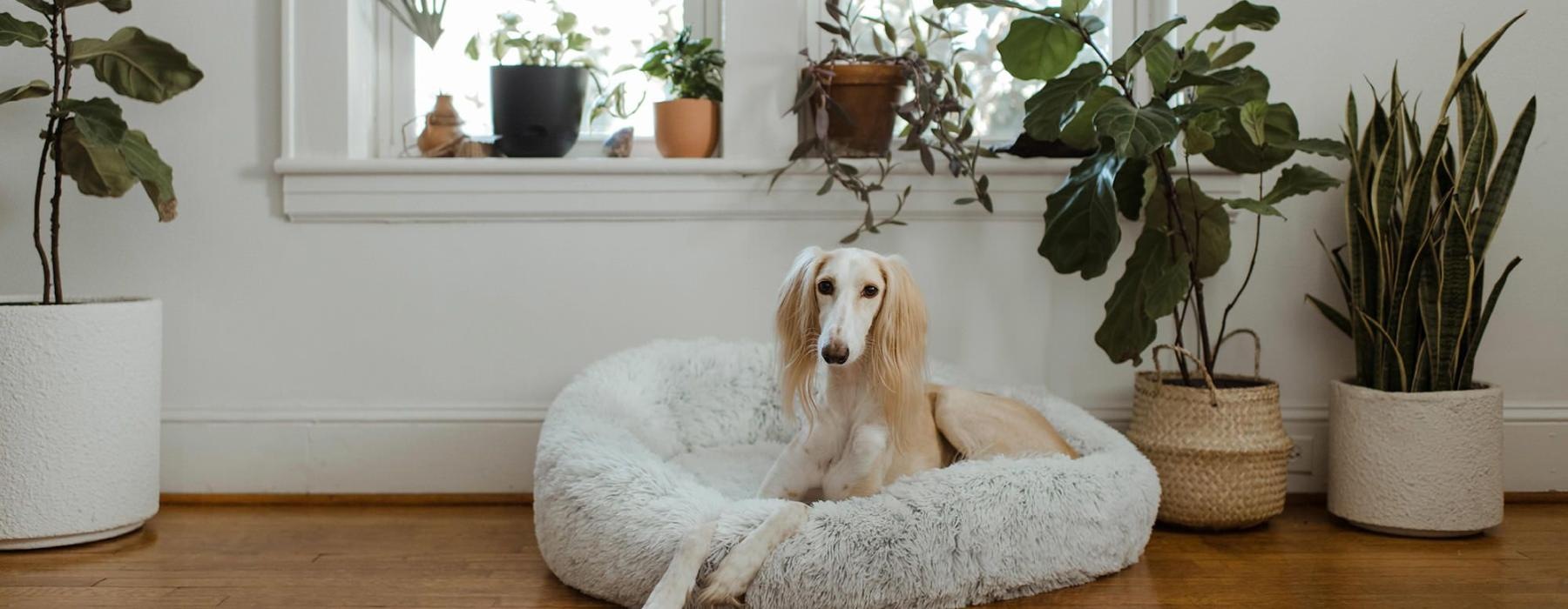large dog sits in its bed under a windowsill full of potted plants